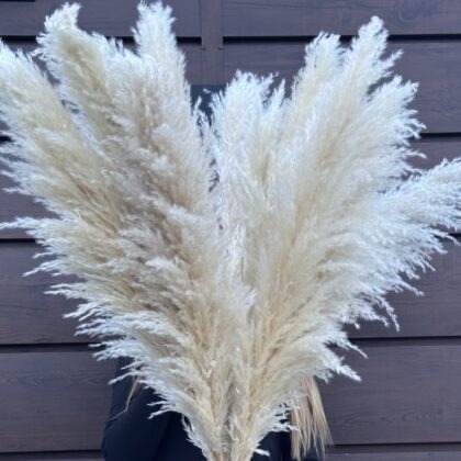 Trawy pampasowe